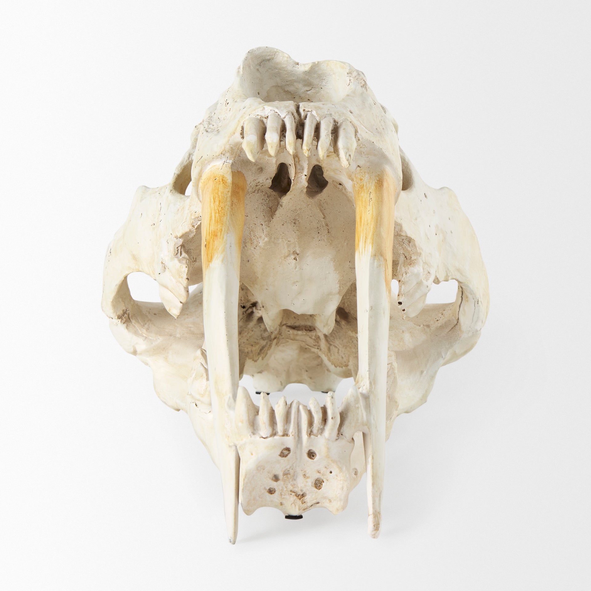 Mercana Fozzil 9" x 9.1" x 15" Decorative Object