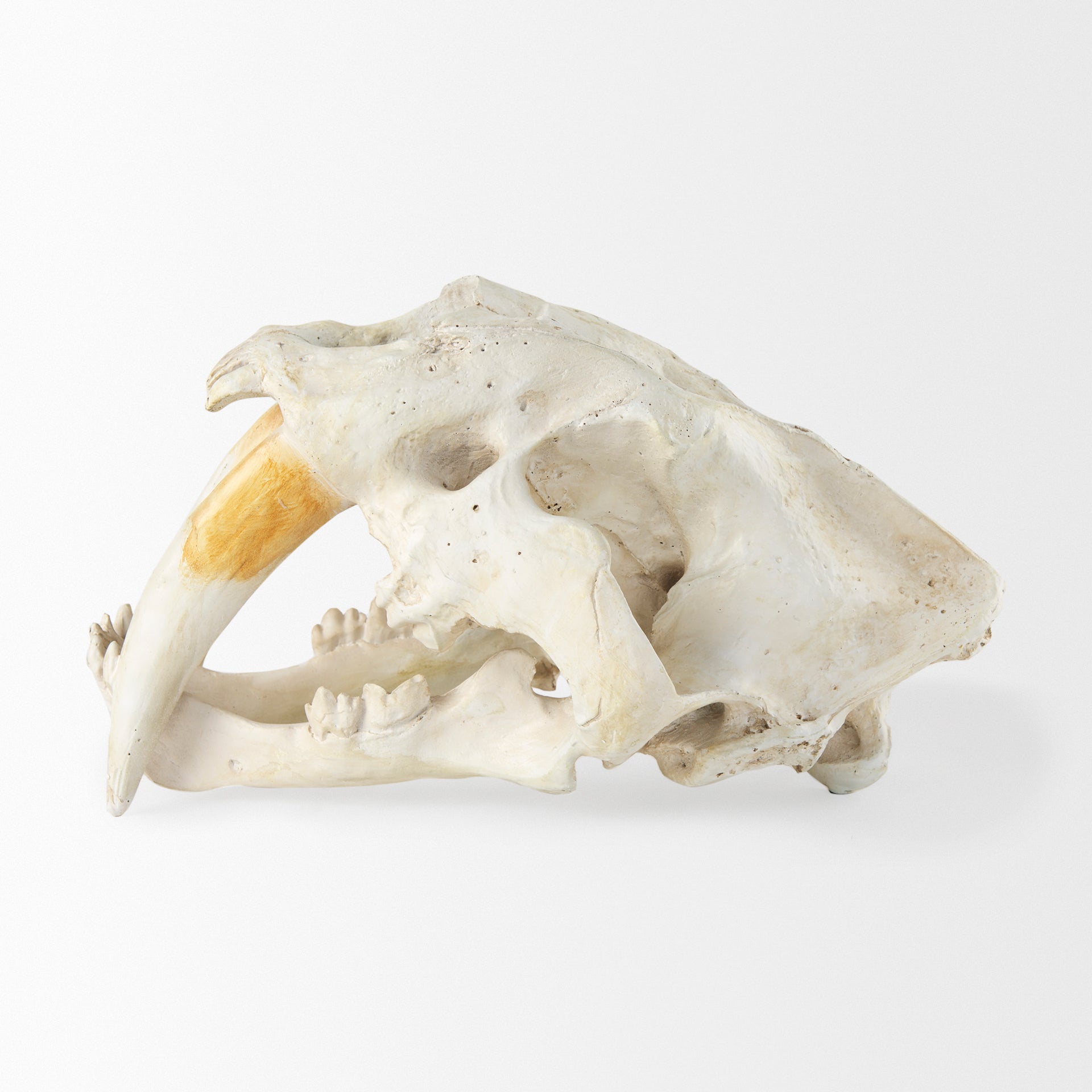 Mercana Fozzil 9" x 9.1" x 15" Decorative Object