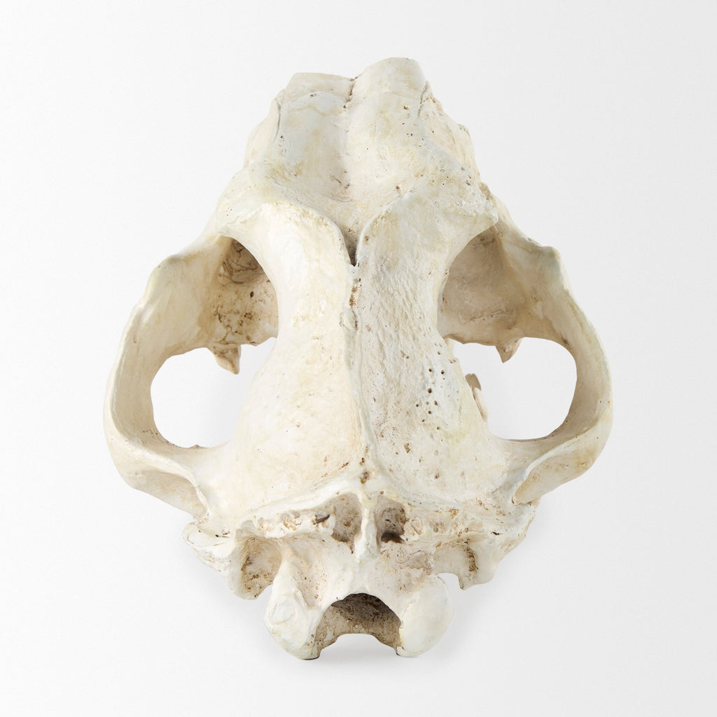 Mercana Fozzil 9" x 9.1" x 15" Decorative Object