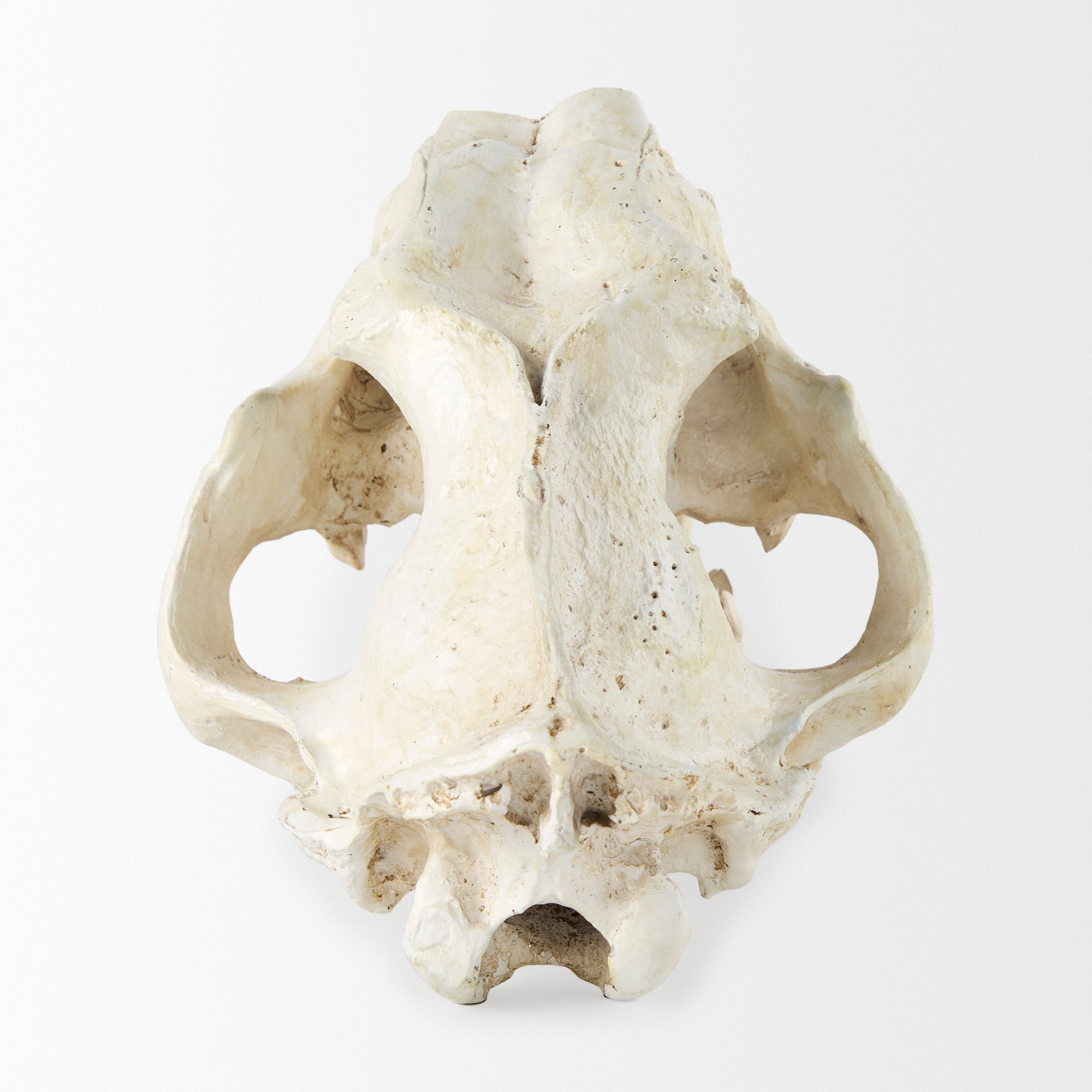 Mercana Fozzil 9" x 9.1" x 15" Decorative Object