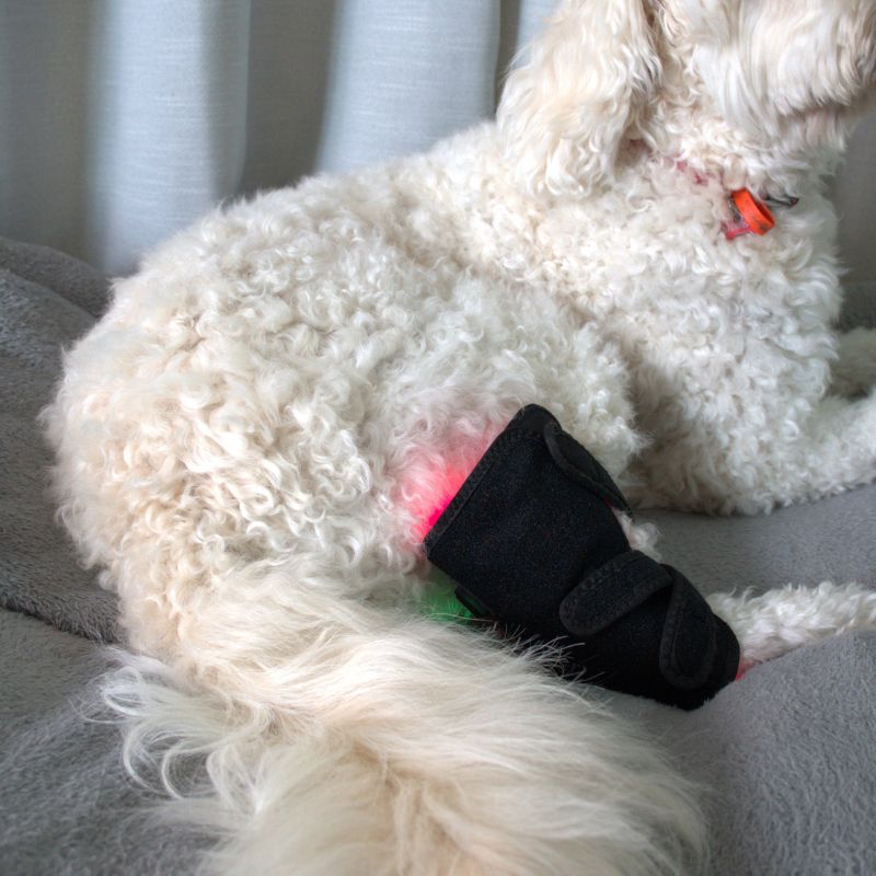 Red Light Therapy for Dogs Leg Wrap