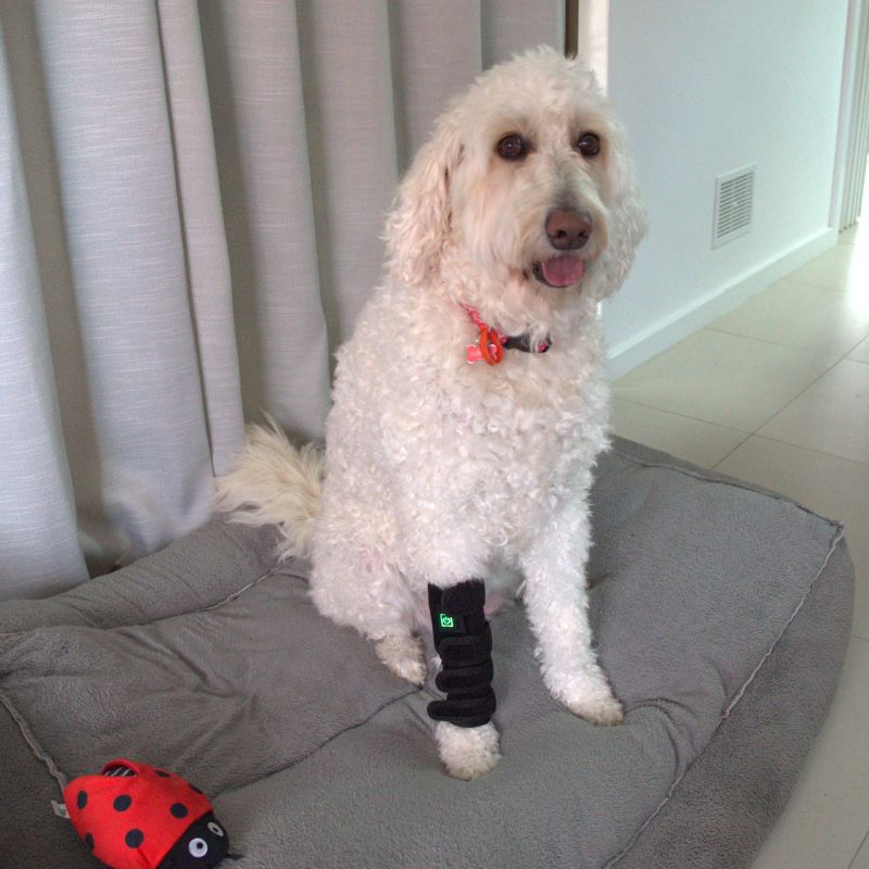 Red Light Therapy for Dogs Leg Wrap