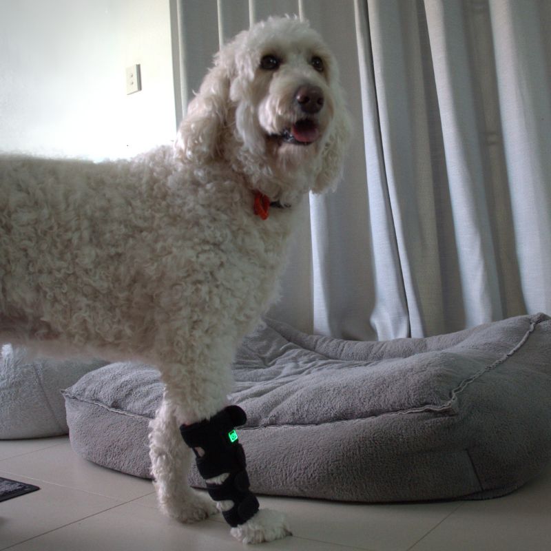 Red Light Therapy for Dogs Leg Wrap