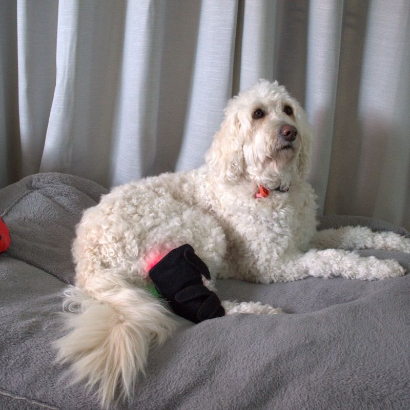 Red Light Therapy for Dogs Leg Wrap