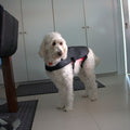 Large Red Light Therapy for Dogs Coat