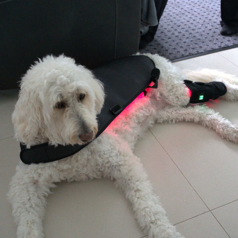 Large Red Light Therapy for Dogs Coat