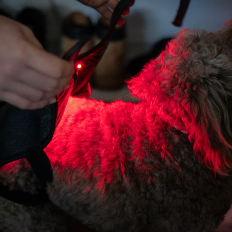 Small Red Light Therapy for Dogs Coat