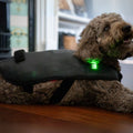 Small Red Light Therapy for Dogs Coat