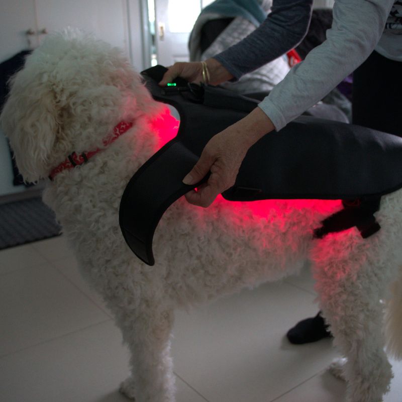 Large Red Light Therapy for Dogs Coat