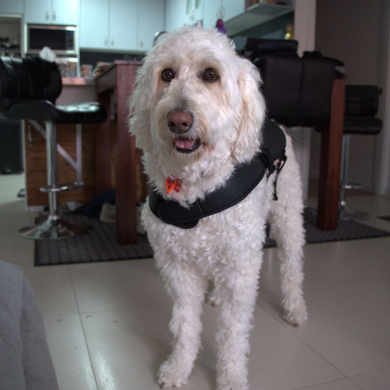Large Red Light Therapy for Dogs Coat