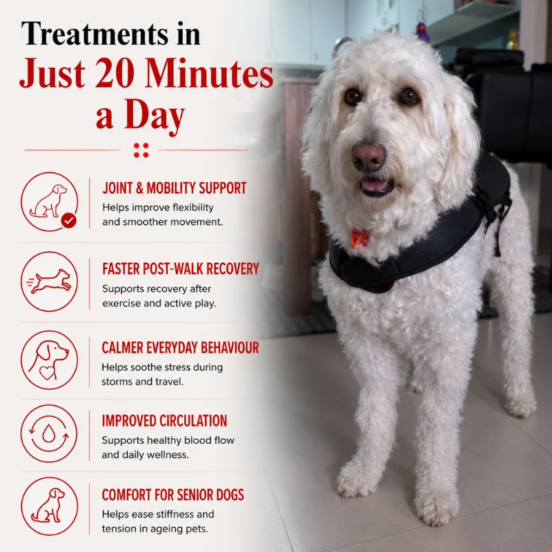 Large Red Light Therapy for Dogs Coat